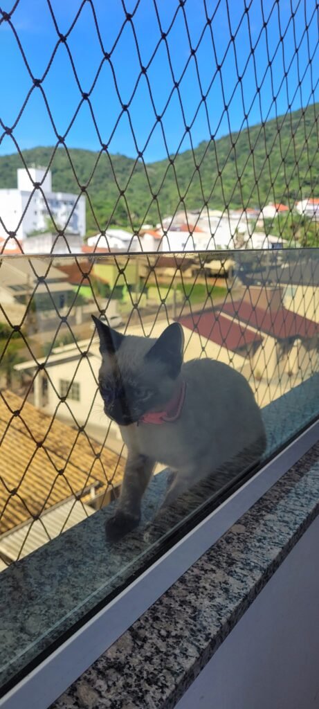 Gato junto à janela com rede de proteção